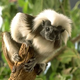 Image for article titled Pittsburgh Zoo Offers Mullet Discount